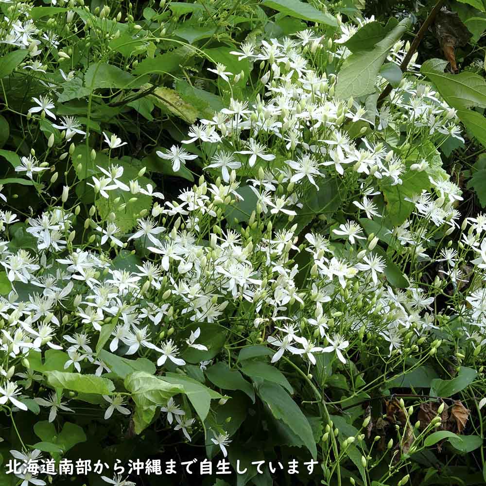 花の苗（花種類：クレマチス）｜苗｜花、ガーデニング 通販 