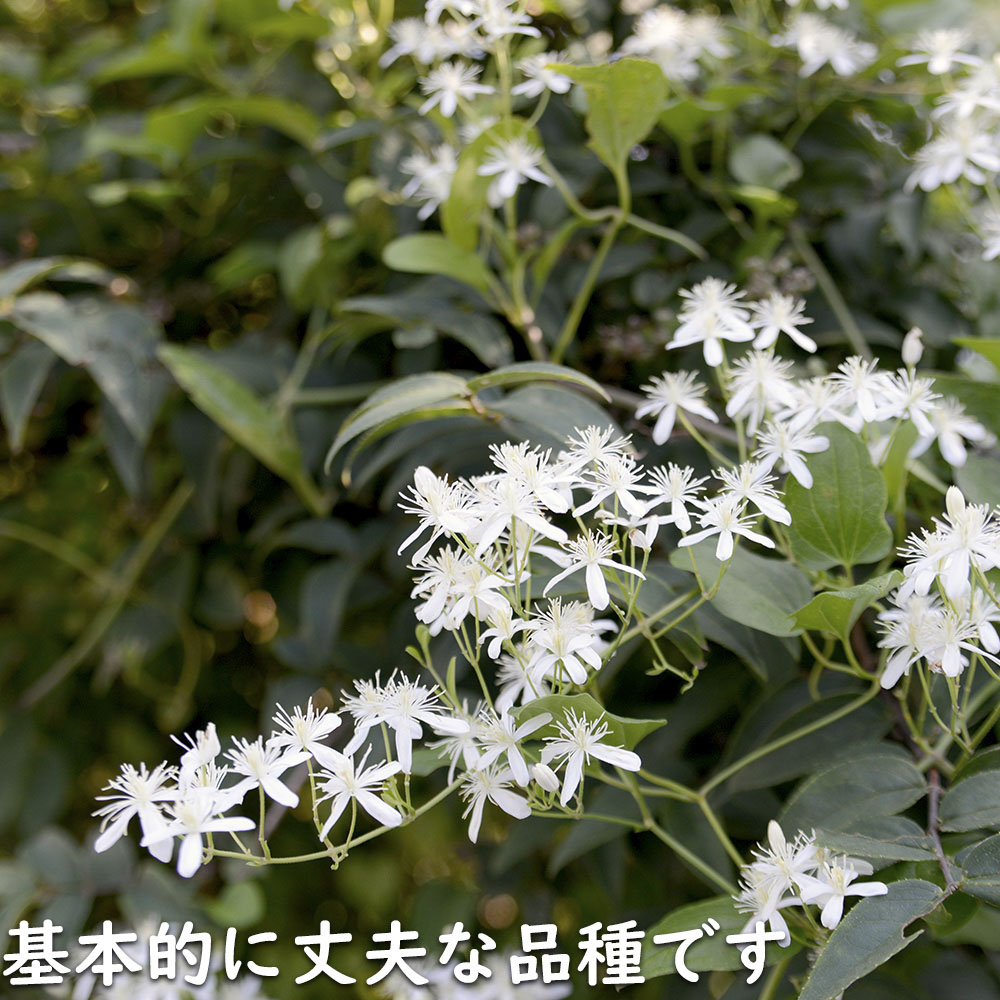 センニンソウ 10.5cmポット 10個 苗 : トオヤマグリーン - 通販