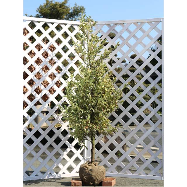 サカキ斑入り 1.5m 露地 苗木(12870円)