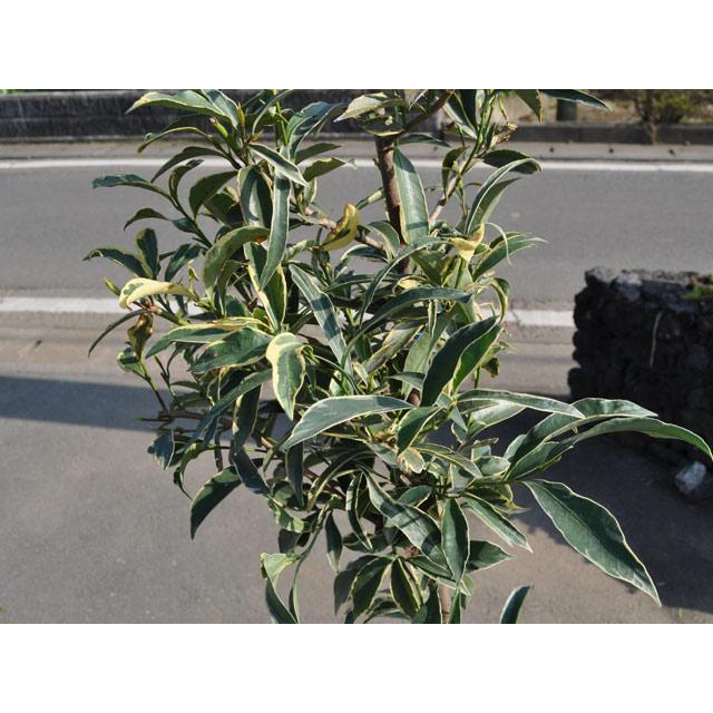 サカキ斑入り 1.5m 露地 苗木 常緑樹 サカキ斑入り 1.5m 露地 苗木 常緑樹