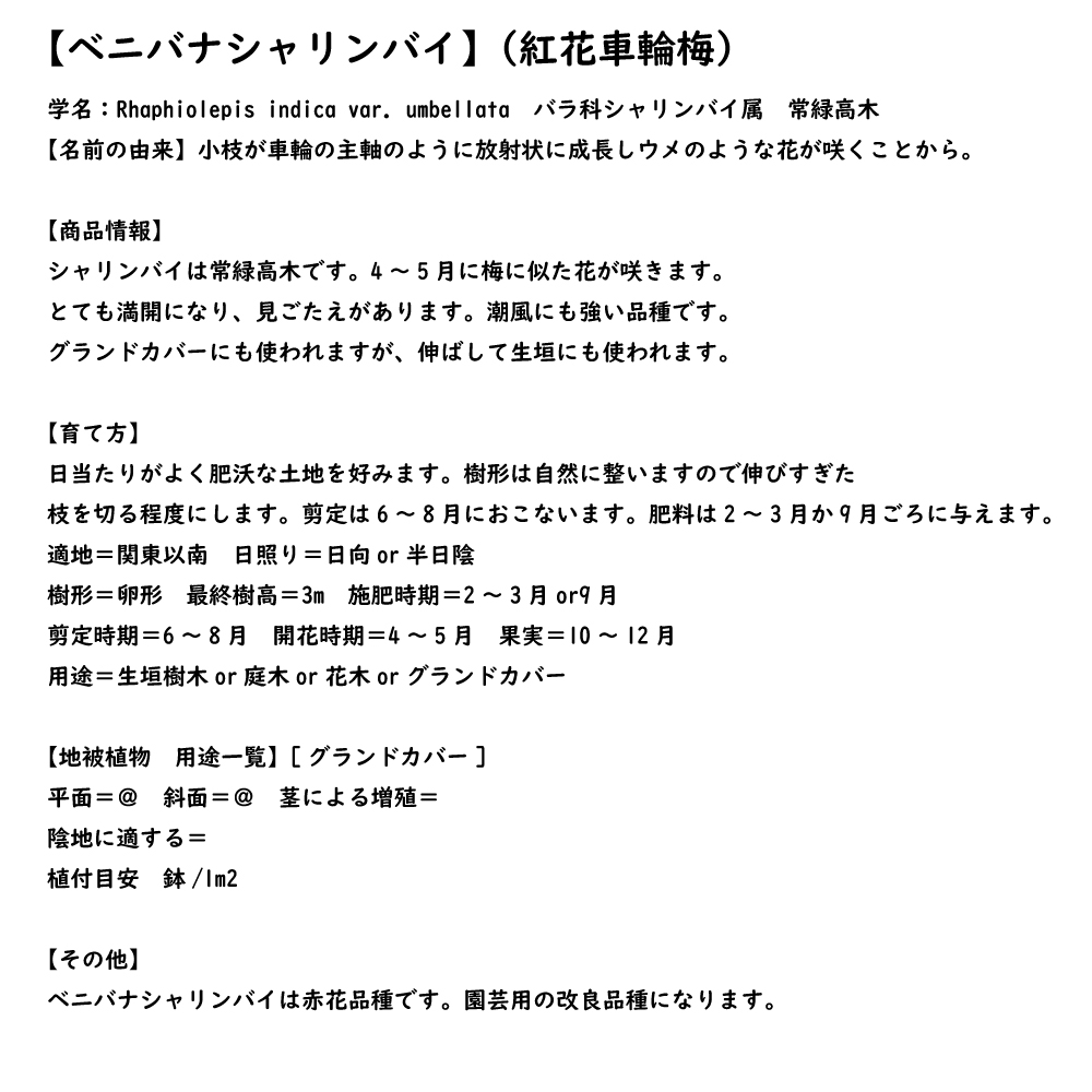 ベニバナシャリンバイ 15cmポット 10個 苗_7