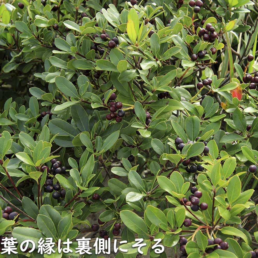 マルバシャリンバイ 15cmポット 10個 苗_11