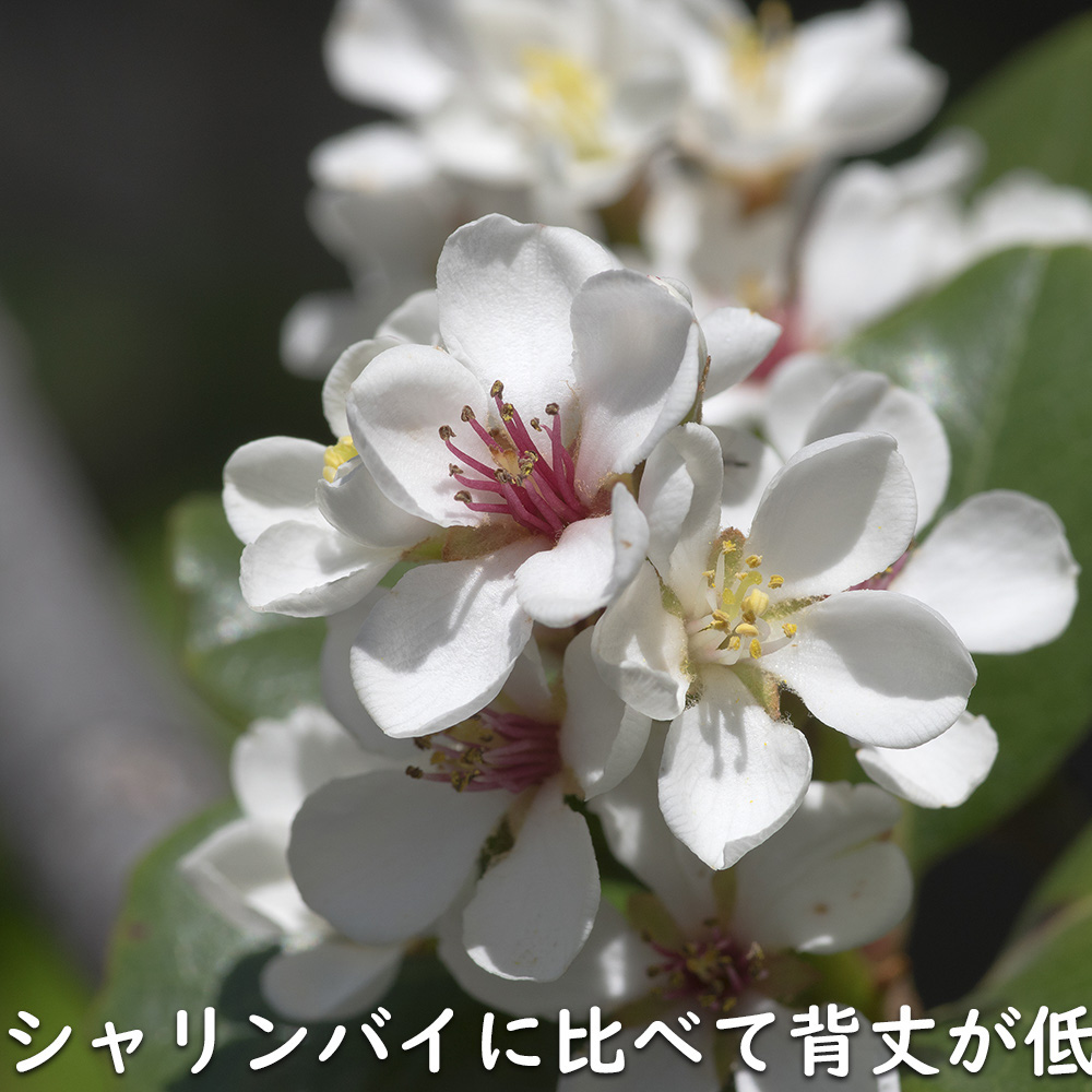 マルバシャリンバイ 15cmポット 10個 苗_13