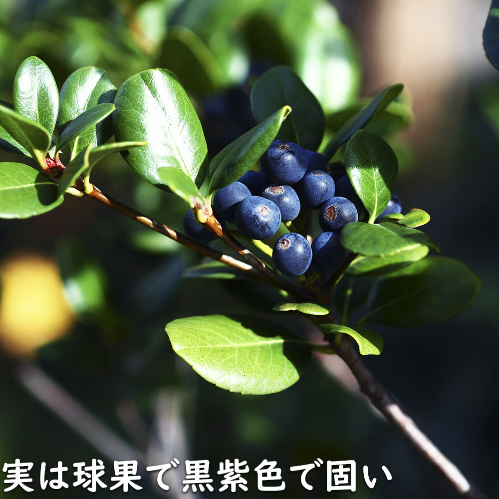 マルバシャリンバイ 15cmポット 10個 苗 : トオヤマグリーン - 通販