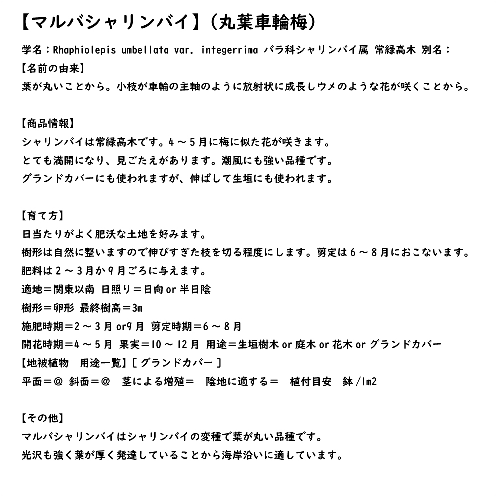 マルバシャリンバイ 15cmポット 10個 苗_7
