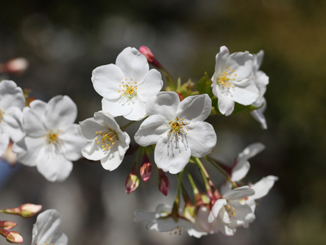 即購入可★ サクラ ウミネコザクラ 2.3m 露地 2本 苗木 【J2753488565】 (18018円)