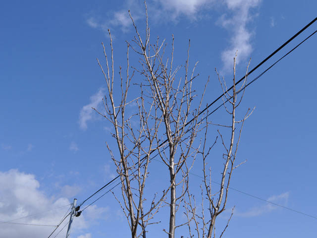 即購入可★ サクラ ウミネコザクラ 2.3m 露地 2本 苗木 【J2753488565】 (18018円)