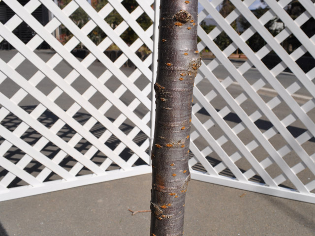 即購入可★ サクラ ウミネコザクラ 2.3m 露地 2本 苗木 【J2753488565】 (18018円)