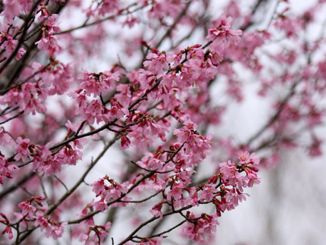 2026年 サクラ オカメザクラ 2.5m 露地 2本 苗木 【UOI7059654781】(25806円)