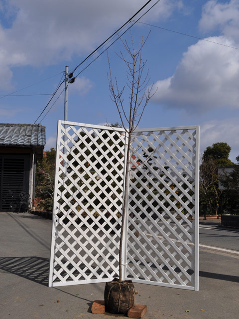 2026年 サクラ オカメザクラ 2.5m 露地 2本 苗木 【UOI7059654781】(25806円)