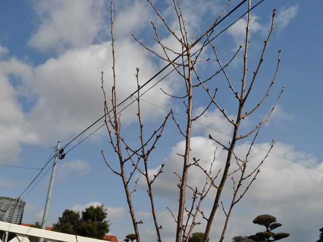 2026年 サクラ オカメザクラ 2.5m 露地 2本 苗木 【UOI7059654781】(25806円)