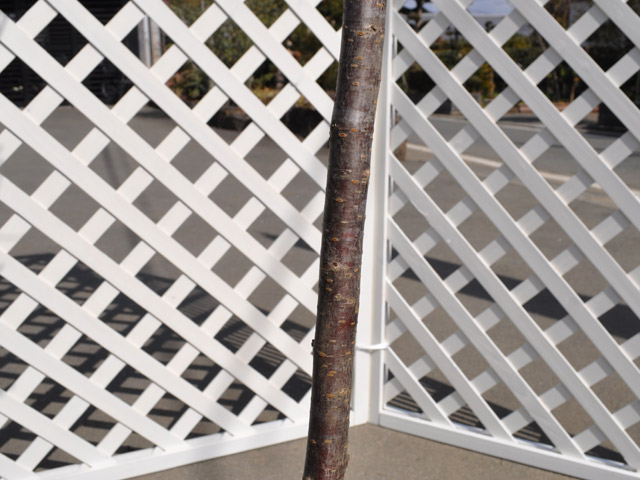 2026年 サクラ オカメザクラ 2.5m 露地 2本 苗木 【UOI7059654781】(25806円)