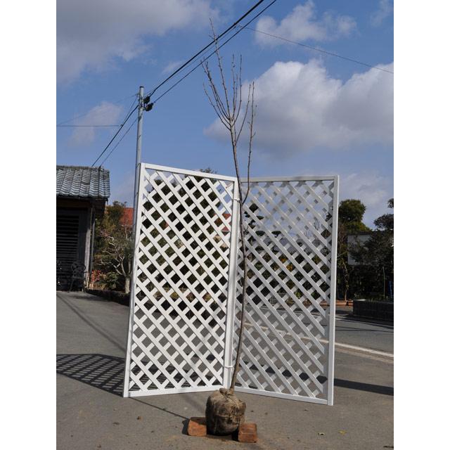 サクラ サトザクラ 2.5m 露地 2本 苗木(22264円)