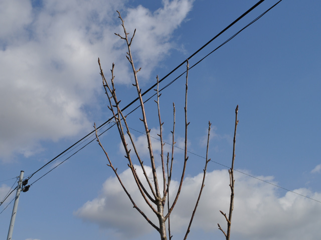 サクラ シオカゼザクラ 2m 2本 露地 苗木 cenforpro.com