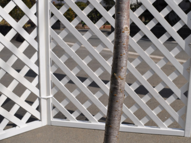 [即日発送] サクラ サトザクラ 2.5m 露地 2本 苗木 【6090680915】(22264円)