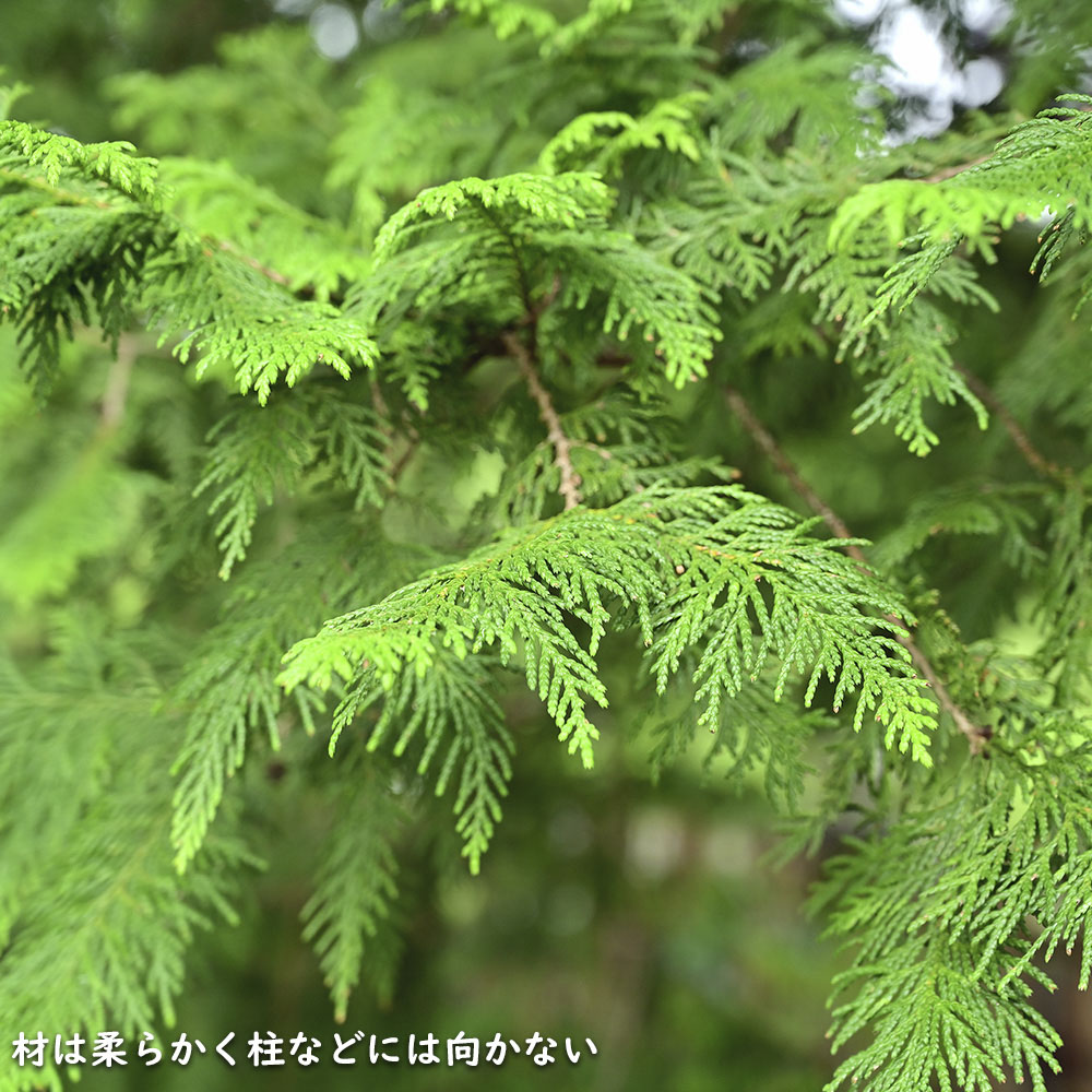 サワラ 0.8m 露地 苗 : トオヤマグリーン - 通販 - Yahoo!ショッピング
