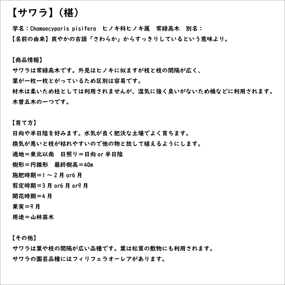 サワラ 1.2m 露地 2本 苗 : 3158129 : トオヤマグリーン - 通販 - Yahoo!ショッピング