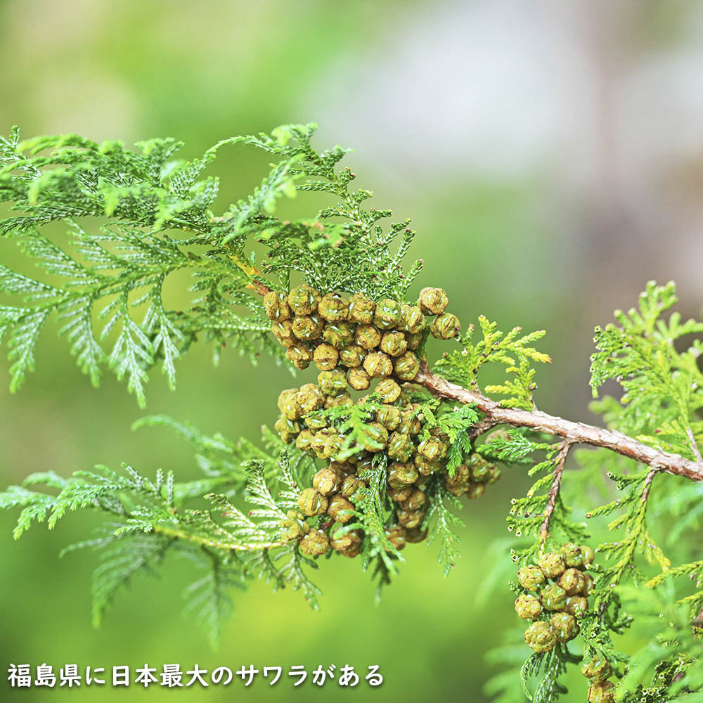 サワラ 1.5m 露地 2本 苗木 : 3158159 : トオヤマグリーン - 通販 - Yahoo!ショッピング