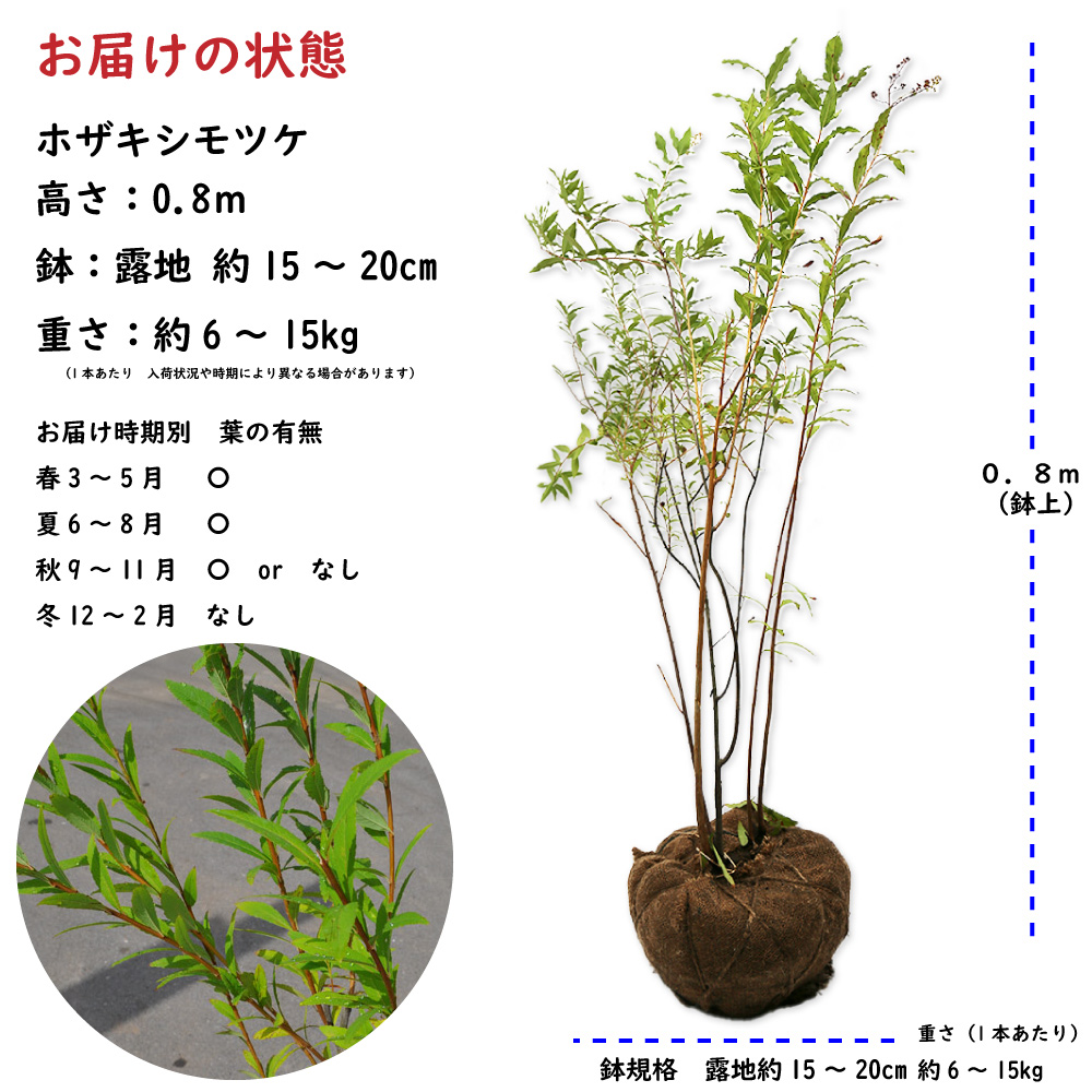 ホザキシモツケ 0.8m 露地 苗 : 316808 : トオヤマグリーン - 通販