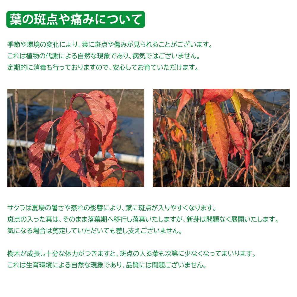 サクラ カスミザクラ 1m 露地 苗の画像