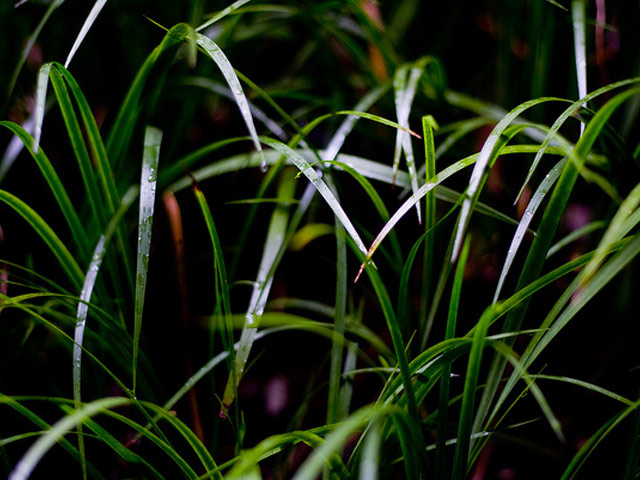 ヒメセキショウ 10.5cmポット 15個 苗 ヒメセキショウ 商品情報