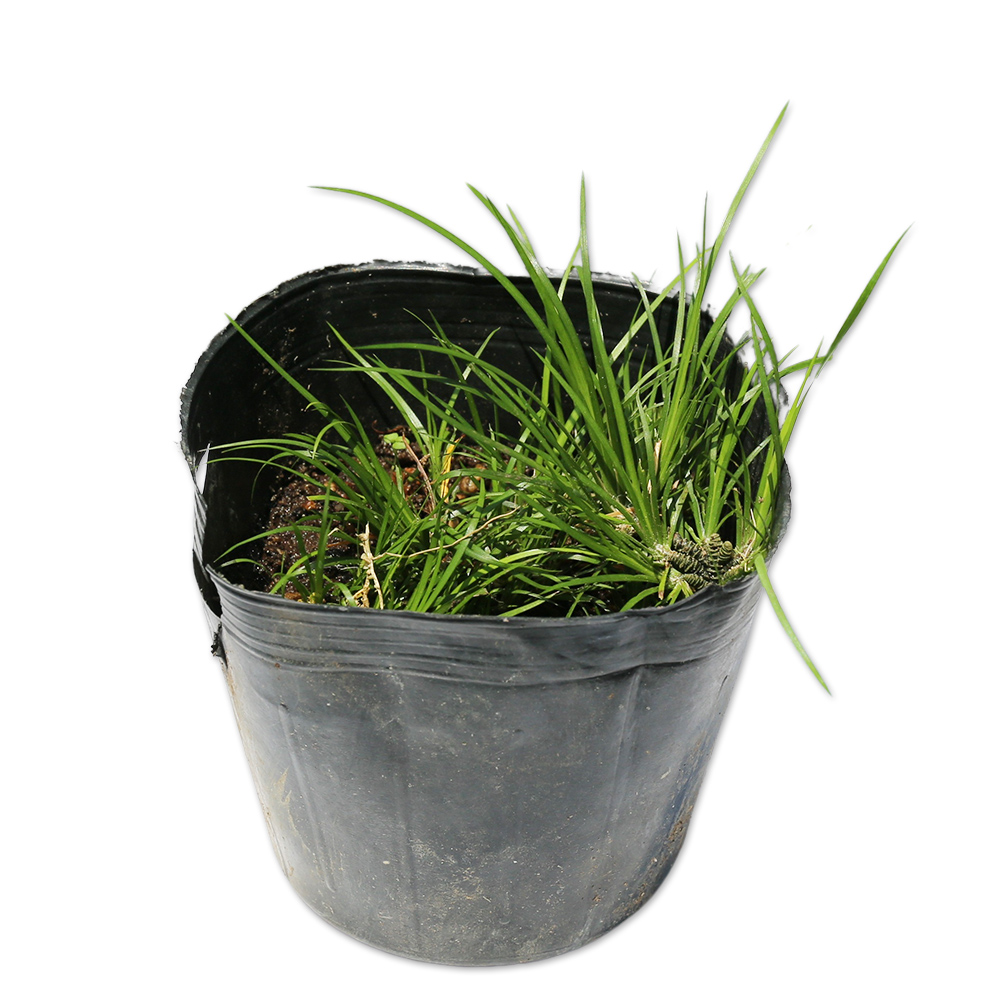 ヒメセキショウ 10.5cmポット 15個 苗(9653円)