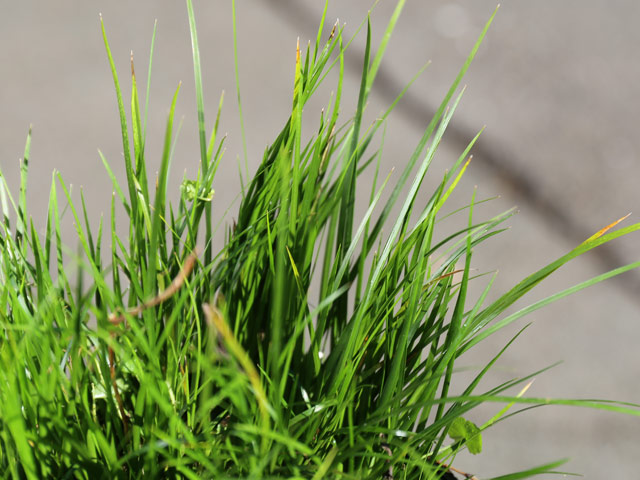 ヒメセキショウ 10.5cmポット 15個 苗 ヒメセキショウ 商品情報