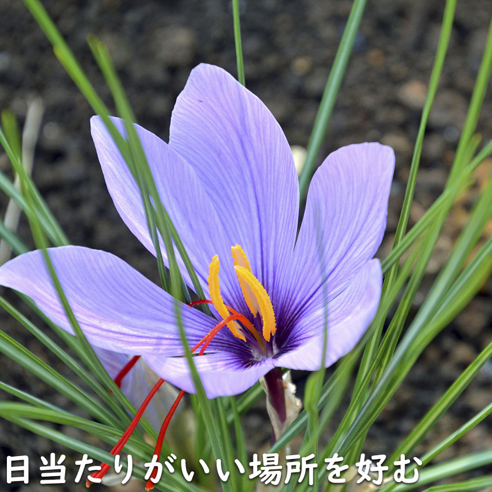 サフラン 10.5cmポット 苗 : トオヤマグリーン - 通販 - Yahoo