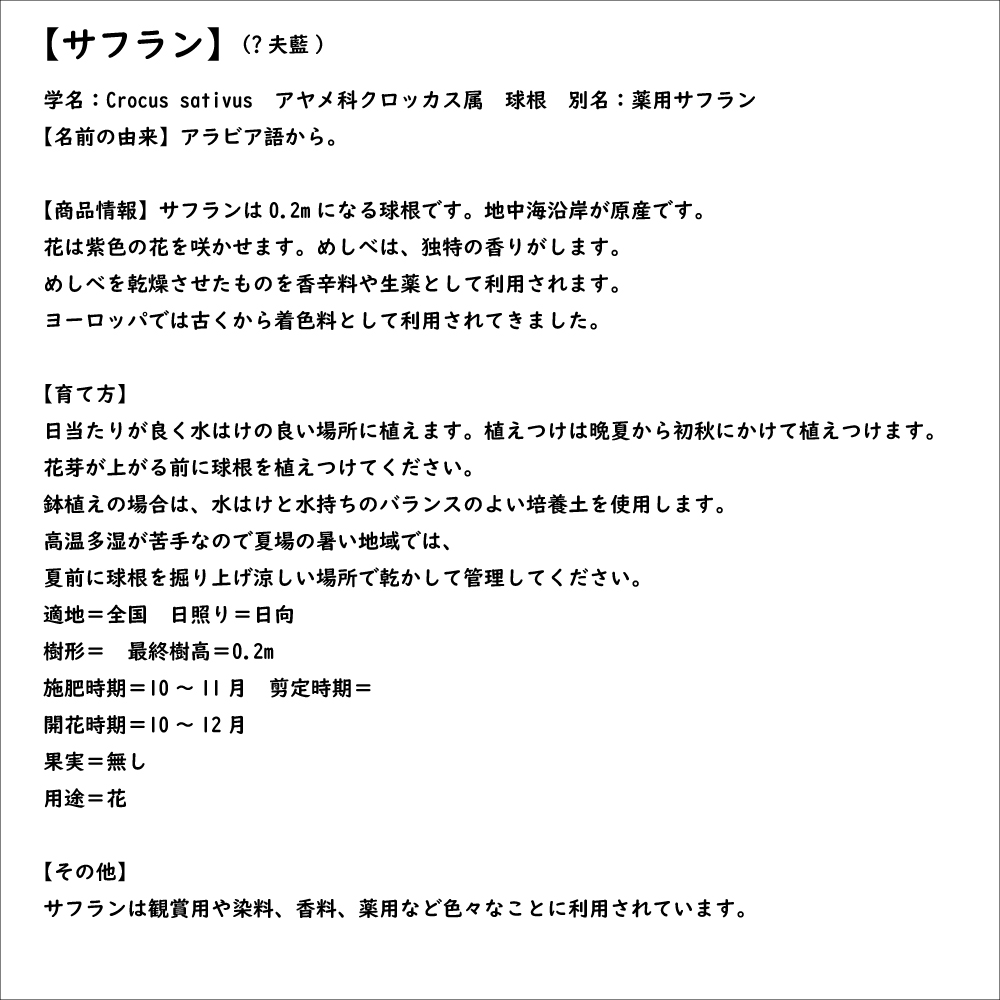 サフラン 10.5cmポット 苗｜green-netbox｜08