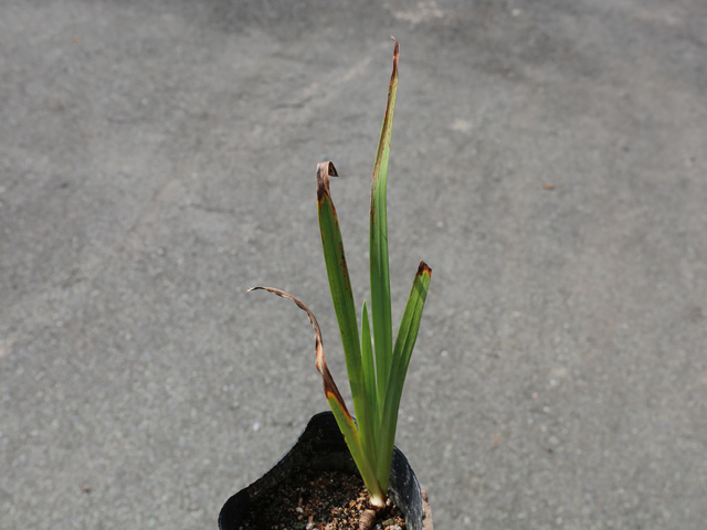 ハナショウブ 白 10.5cmポット 5個 苗の詳細画像2