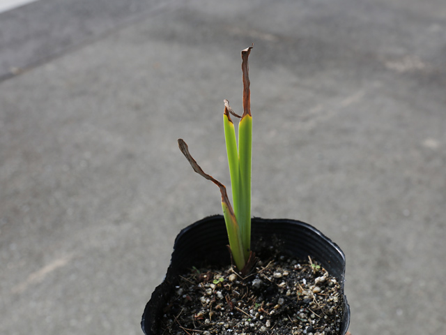 ハナショウブ 紫 10.5cmポット 苗の詳細画像2