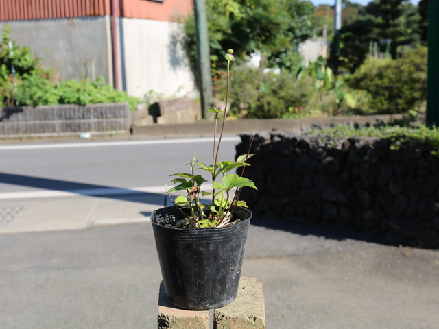 シュウメイギク 赤花八重咲き 10.5cmポット 5個 苗