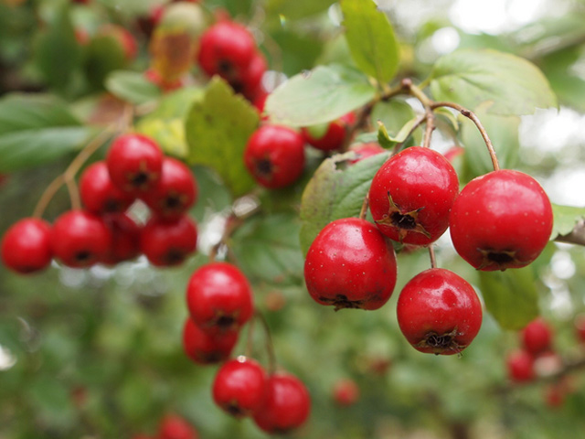 サンザシ 単木 1.2m 露地 2本 苗 サンザシ 商品情報