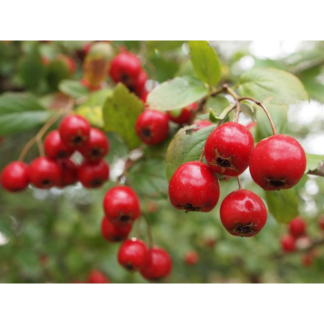 サンザシ 単木 1.2m 露地 2本 苗 サンザシ 商品情報 サンザシ 単木 1.2m 露地 2本 苗 サンザシ 商品情報