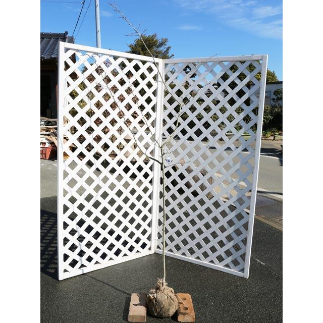 サンザシ 単木 1.2m 露地 2本 苗(19074円)