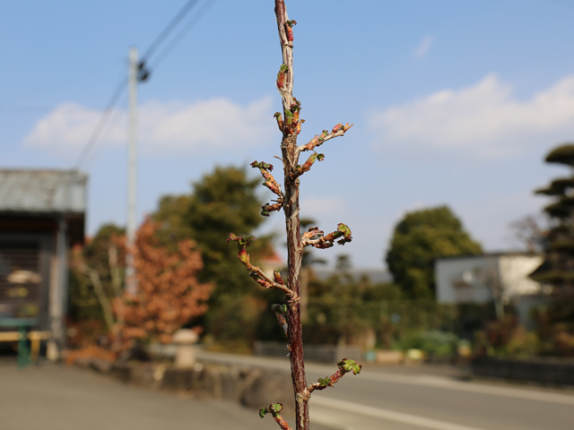 サンザシ 単木 1.2m 露地 2本 苗 サンザシ 商品情報