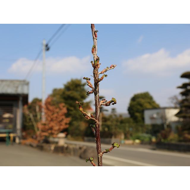 サンザシ 単木 1.2m 露地 2本 苗 サンザシ 商品情報 サンザシ 単木 1.2m 露地 2本 苗 サンザシ 商品情報