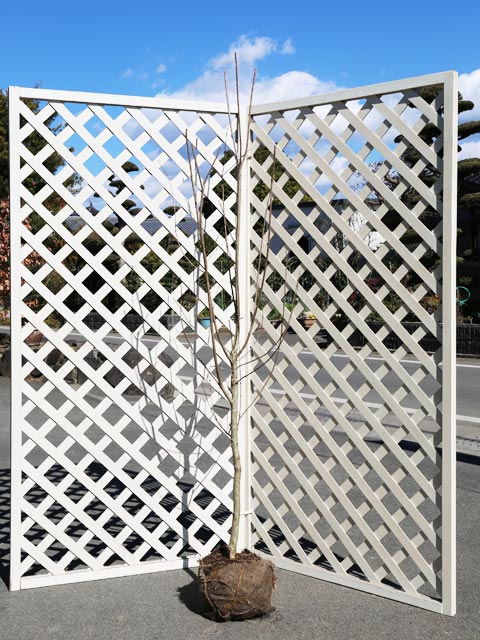 サルスベリ カントリーレッド 1.5m 露地 苗木(10010円)