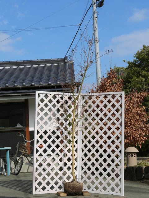 サルスベリ カントリーレッド 2.5m 露地 苗木(12650円)