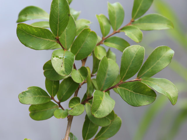 サルスベリ カントリーレッド 1.5m 露地 苗木 商品情報 【サルスベリカントリーレッド】 読み:さるすべり/かんとりーれっど 学名:L サルスベリ カントリーレッド 1.5m 露地 苗木 商品情報 【サルスベリカントリーレッド】 読み:さるすべり/かんとりーれっど 学名:L