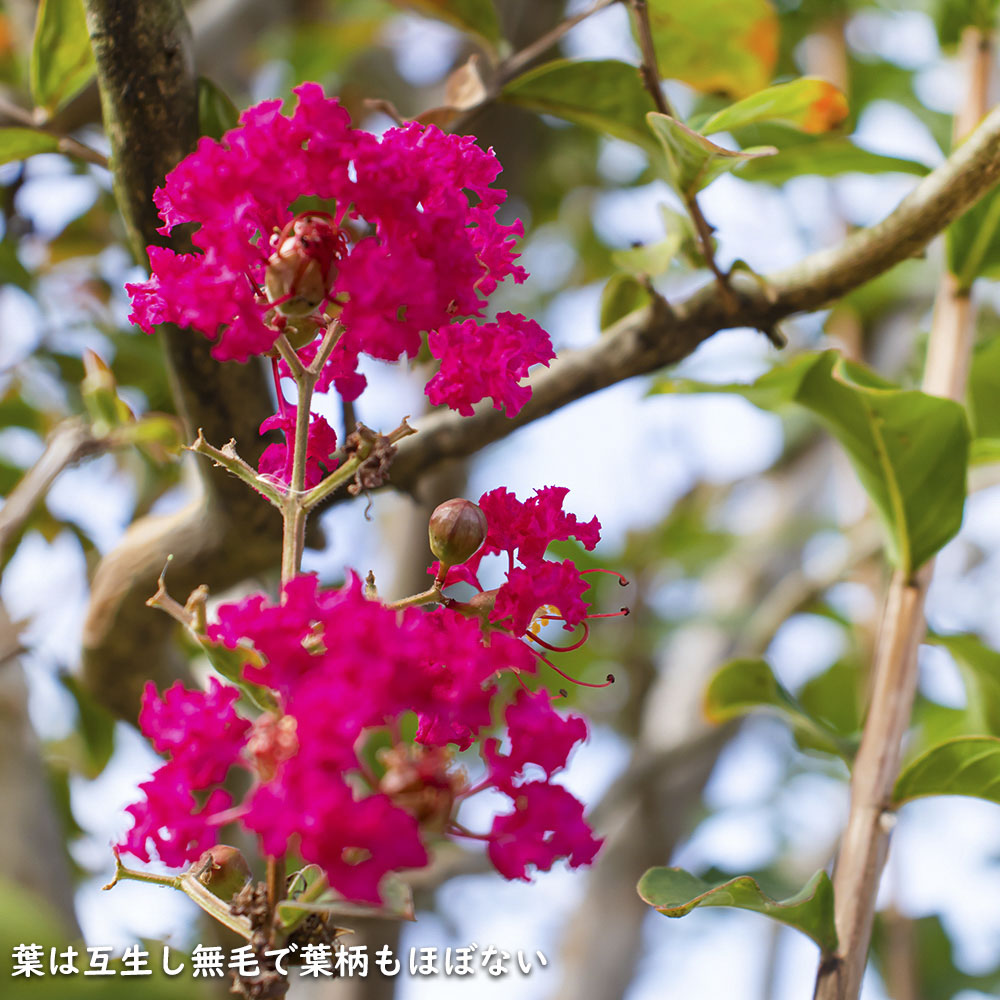 サルスベリ カントリーレッド 1.5m 露地 苗木 商品情報 【サルスベリカントリーレッド】 読み:さるすべり/かんとりーれっど 学名:L サルスベリ カントリーレッド 1.5m 露地 苗木 商品情報 【サルスベリカントリーレッド】 読み:さるすべり/かんとりーれっど 学名:L