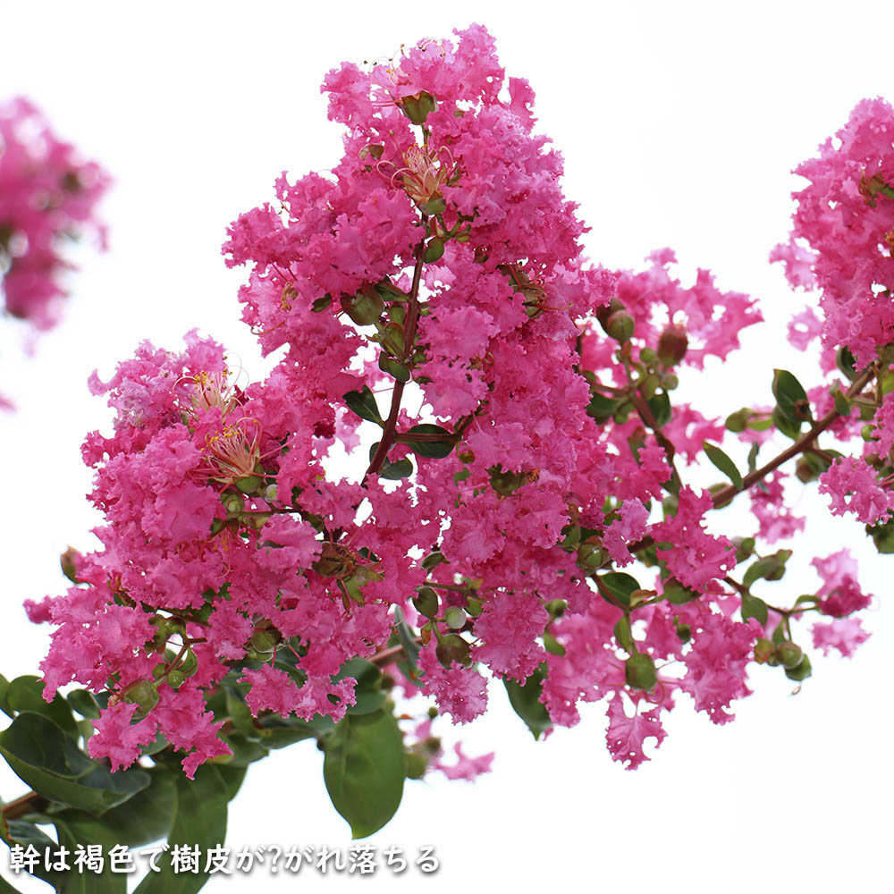 サルスベリ カントリーレッド 1.5m 露地 苗木 商品情報 【サルスベリカントリーレッド】 読み:さるすべり/かんとりーれっど 学名:L サルスベリ カントリーレッド 1.5m 露地 苗木 商品情報 【サルスベリカントリーレッド】 読み:さるすべり/かんとりーれっど 学名:L