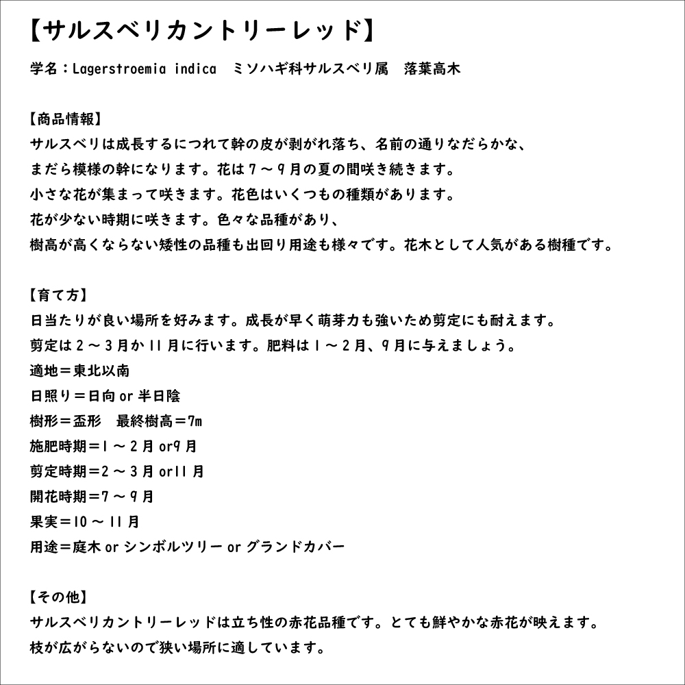 サルスベリ カントリーレッド 1.5m 露地 2本 苗木｜green-netbox｜08