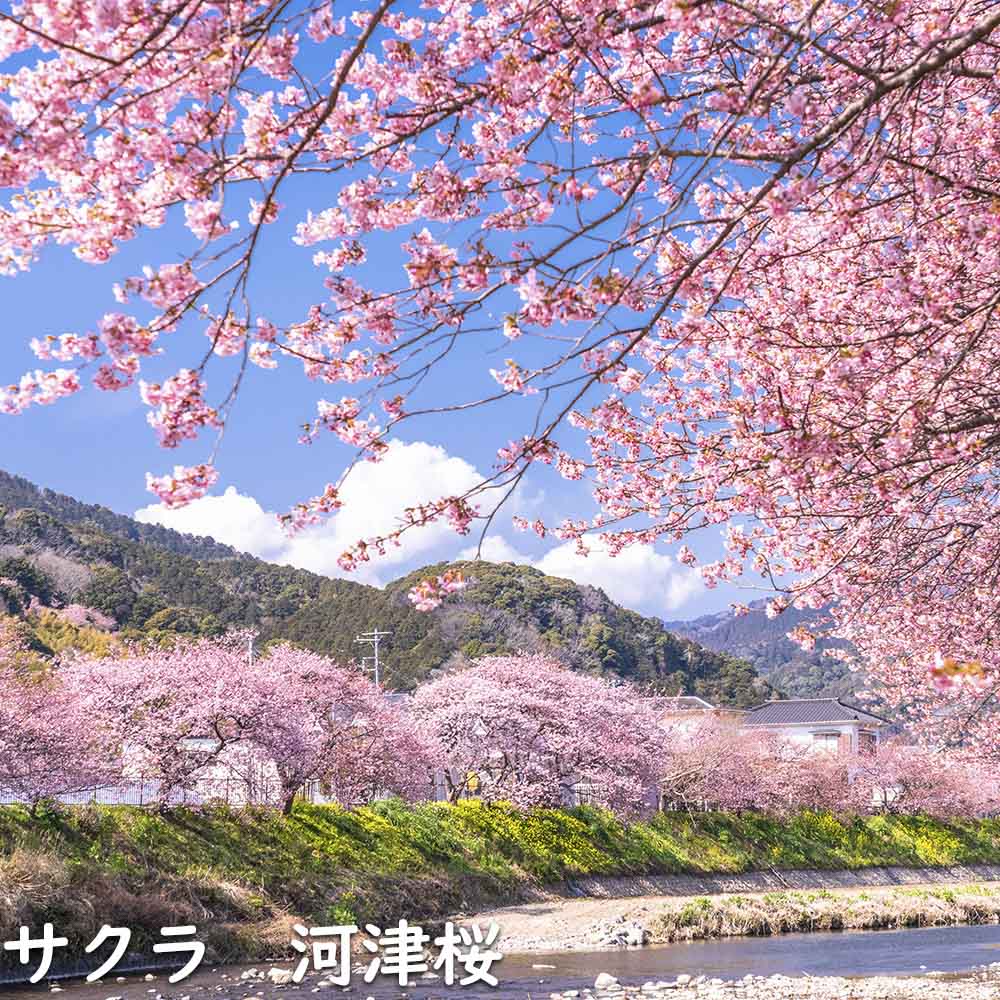 サクラ 河津桜 2m 露地 2本 苗木 : 3339209 : トオヤマグリーン - 通販