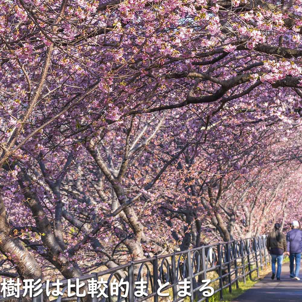 桜 苗木 2m（落葉樹の植木、庭木）の商品一覧｜苗木、植木 | 花