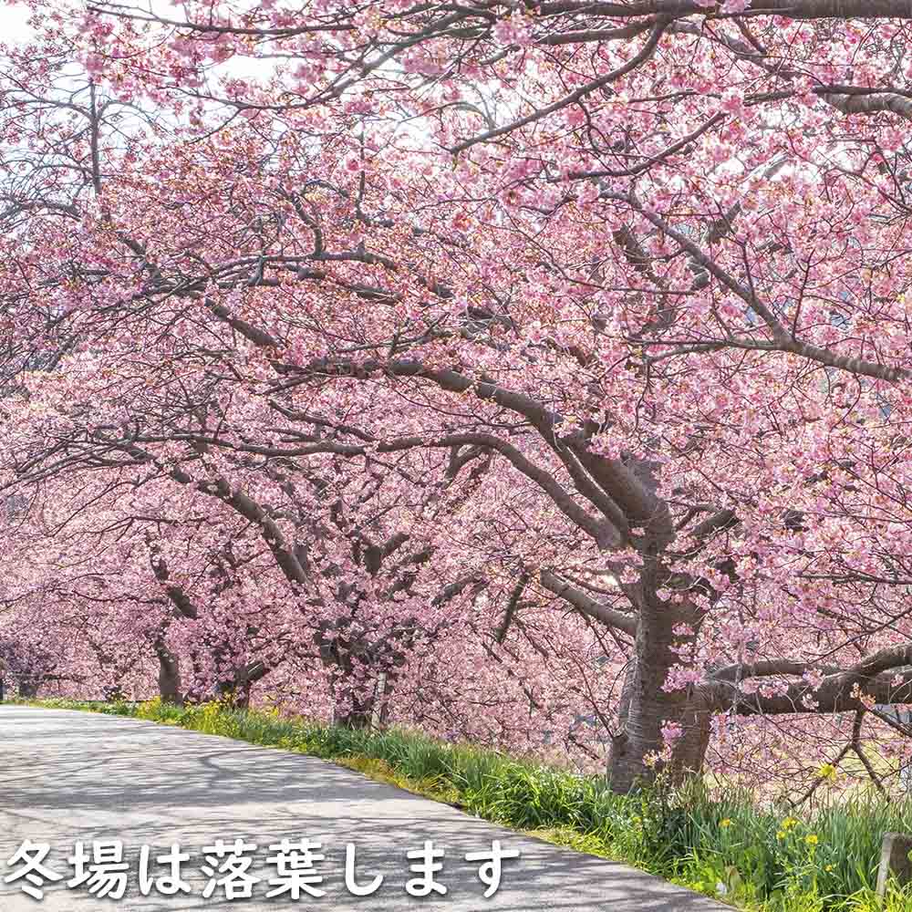 サクラ 河津桜 2m 露地 2本 苗木 : 3339209 : トオヤマグリーン - 通販 