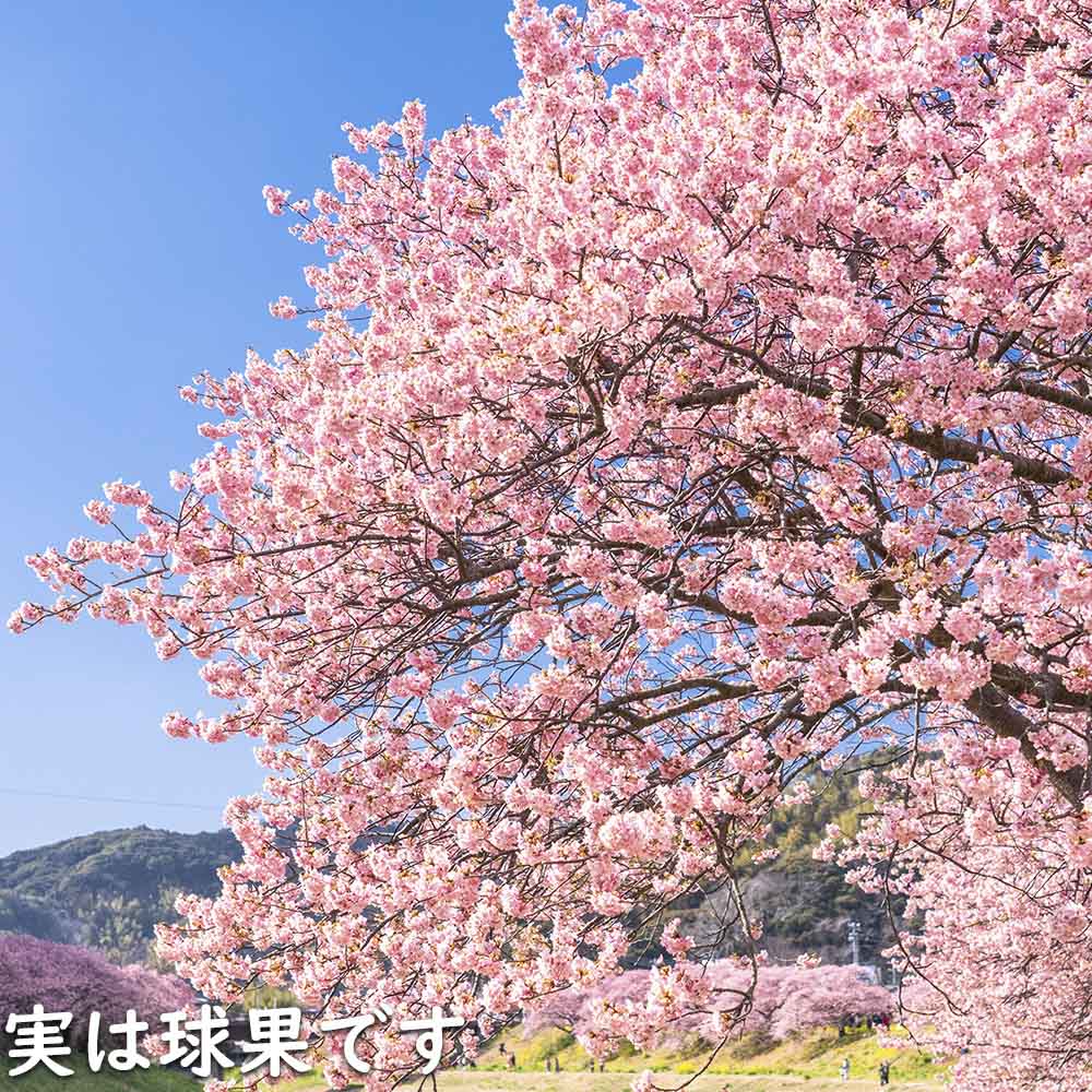 サクラ 河津桜 2.5m 露地 2本 苗木 : 3339259 : トオヤマグリーン - 通販 - Yahoo!ショッピング