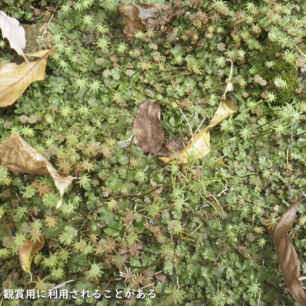 ゼニゴケ 10.5cmポット 30個 苗_11