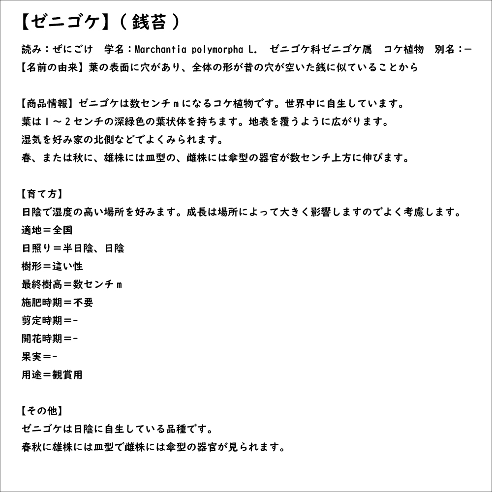 ゼニゴケ 10.5cmポット 30個 苗_7