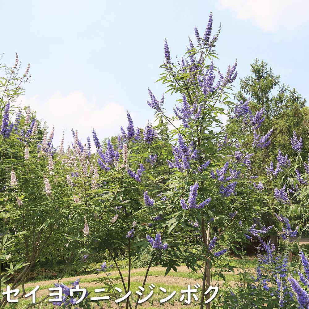 現品発送 セイヨウニンジンボク 1m 露地 2本 苗 【EI2514776935】 (16456円)